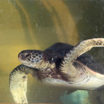 Endangered Eastern Pacific Green Sea Turtles - Living Coast Discovery Center
