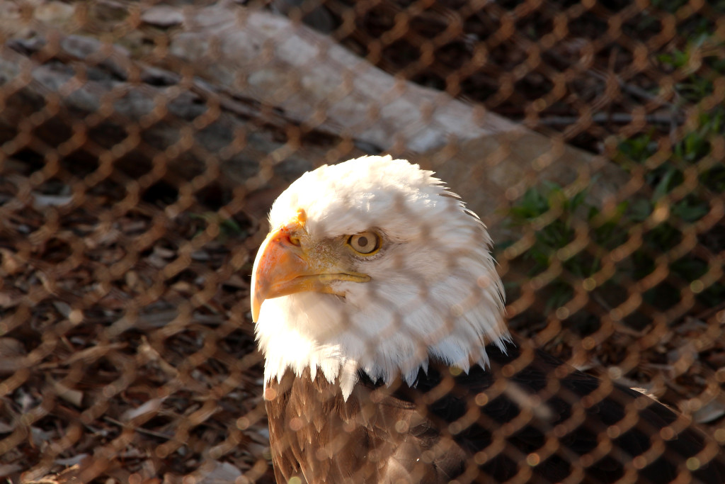 Bald Eagle - The Living Coast Discovery Center