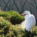 Snowy Egret - Living Coast Discovery Center