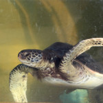 Endangered Eastern Pacific Green Sea Turtles - Living Coast Discovery Center